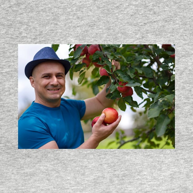 Gardener picking apples by naturalis